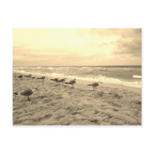 セピアシーガル葉書