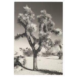 セピアトーンジョシュアツリー メタルプリント