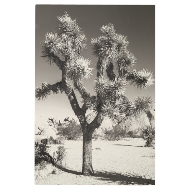 セピアトーンジョシュアツリー メタルプリント (正面)