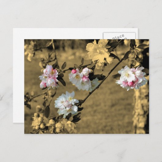 セピア色の花の郵便はがきの花 ポストカード (正面/裏面)