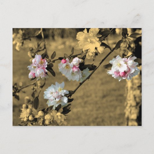 セピア色の花の郵便はがきの花 ポストカード (正面)