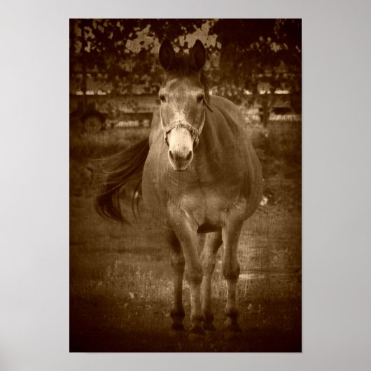 セピア色の　ハロー・ゼア ポスター (正面)