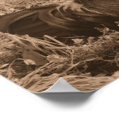 セピア茶色の農場動物で鳴く鶏 ポスター (角)