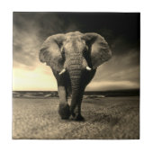 セピ威厳のあるアの野生の雄牛ゾウ タイル (正面)