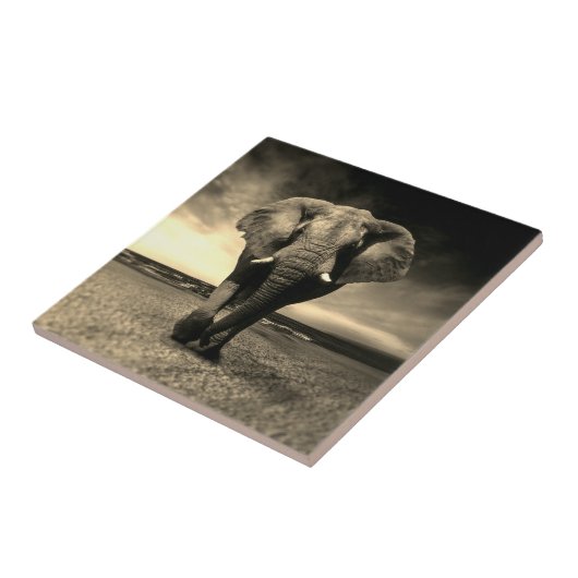 セピ威厳のあるアの野生の雄牛ゾウ タイル (側面)