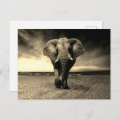 セピ威厳のあるアの野生の雄牛ゾウ ポストカード (正面/裏面)