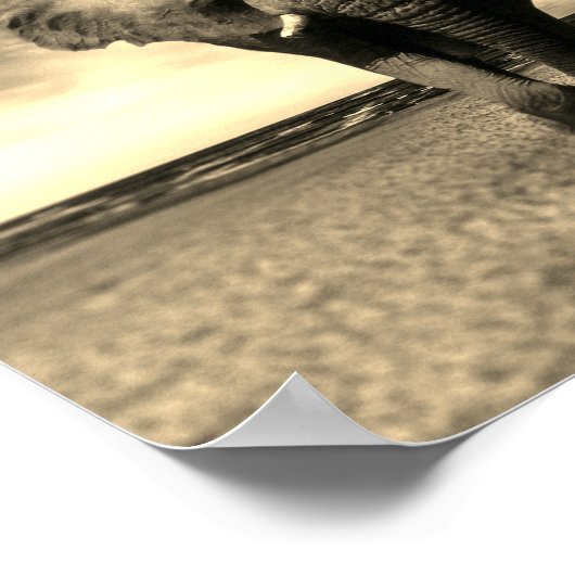 セピ威厳のあるアの野生の雄牛 ポスター (角)