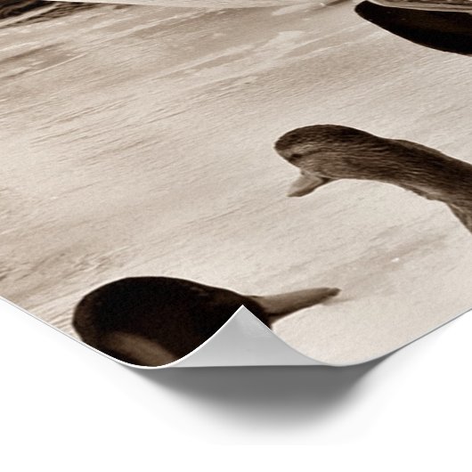 セピ飛んでいるアのアヒル・マラードのポスター ポスター (角)