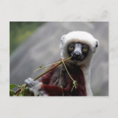 セファカレムールワイルドライフアニマル写真 ポストカード (正面)