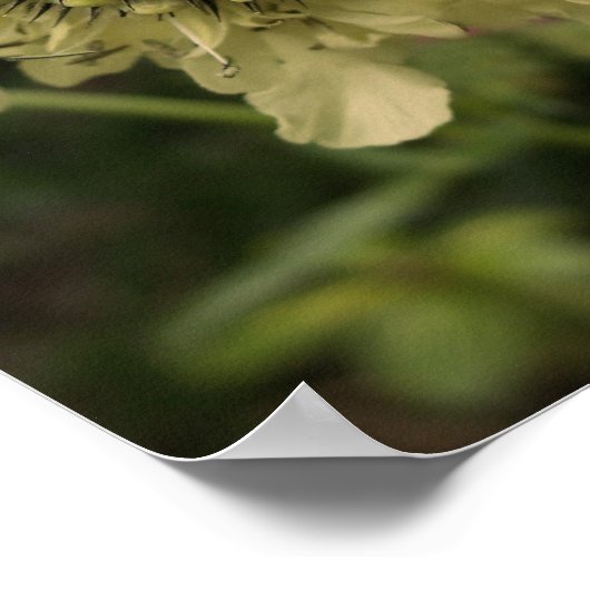 セファリアフローラ ポスター (角)