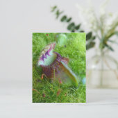 セファロス ポストカード (スタンド正面)