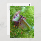 セファロス ポストカード (正面/裏面)