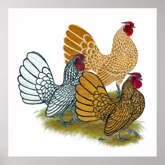 セブライトの雄鶏の品揃え ポスター (正面)