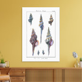 セブンカラフル・シーシェル キャンバスプリント (インサイチュ (リビング))