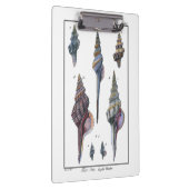 セブンカラフル・シーシェル クリップボード (右)