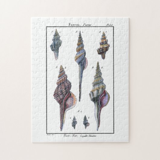 セブンカラフル・シーシェル ジグソーパズル (縦)