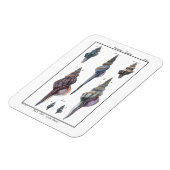 セブンカラフル・シーシェル マグネット (左側)