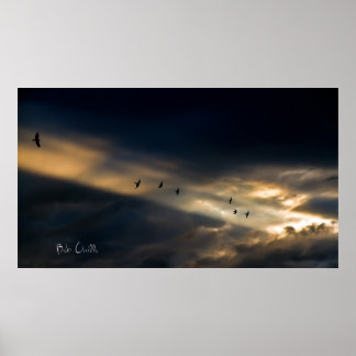 セブン・バードビジョン、ボブ・オルシロ ポスター