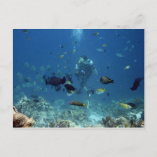 セブ州Diving.jpg ポストカード
