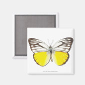 セポラ失過 マグネット (正面/裏面)