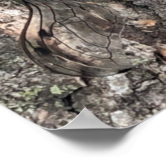 セミのポスター ポスター (角)