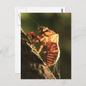 セミの殻 ポストカード (正面/裏面)