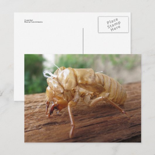 セミの殻 ポストカード (正面/裏面)