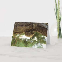 セミの殻。急いでいた。 カード