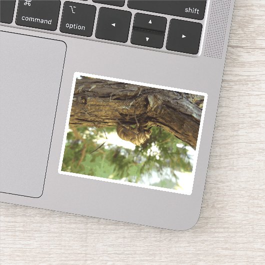 セミの殻。急いでいた。 シール (詳細)