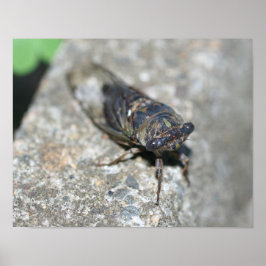 セミの虫が近づく ポスター