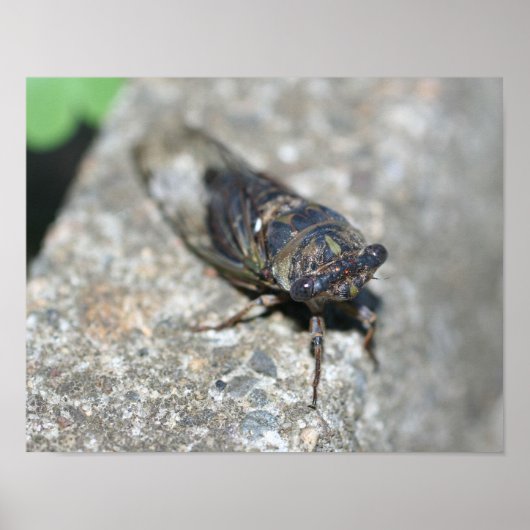 セミの虫が近づく ポスター (正面)