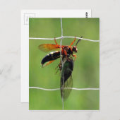 セミを抱えたキミ ポストカード (正面/裏面)