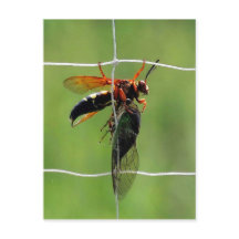 セミを抱えたキミ