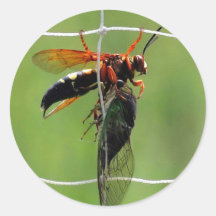 セミを抱えたキミ