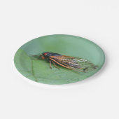 セミカダの写真 ペーパープレート (アングル)