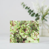 セミペルヴィヴム ポストカード (スタンド正面)