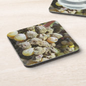 セミヨンブドウの高貴な腐敗。収穫期に コースター (左側)