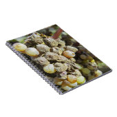 セミヨンブドウの高貴な腐敗。収穫期に ノートブック (右側)