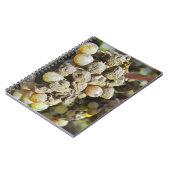 セミヨンブドウの高貴な腐敗。収穫期に ノートブック (左側)