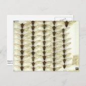 セミ付きポストカード ポストカード (正面/裏面)