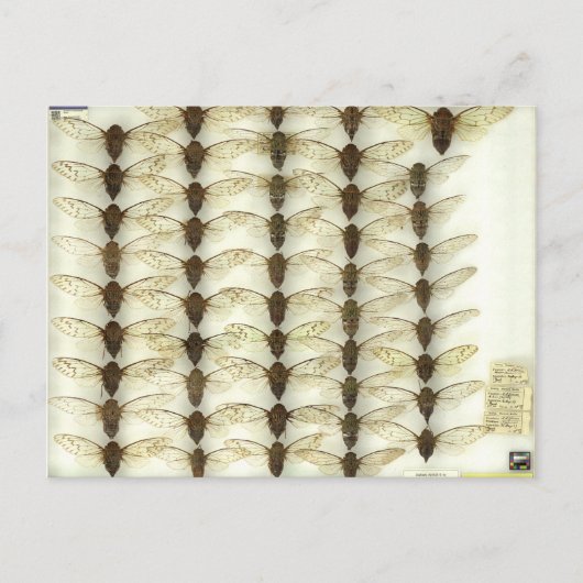 セミ付きポストカード ポストカード (正面)