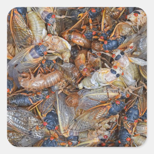 セミ侵入II スクエアシール (正面)