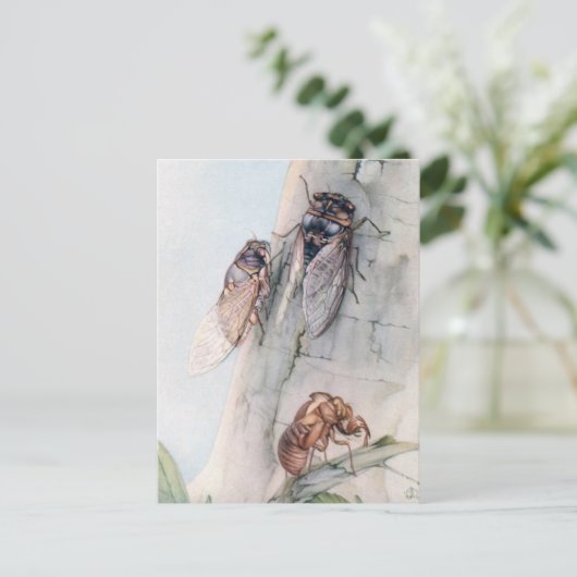 セミ2 ポストカード (スタンド正面)