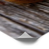 セミ ポスター (角)