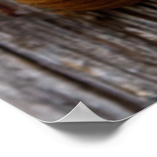 セミ ポスター (角)