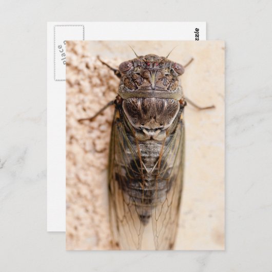 セミ ポストカード (正面/裏面)