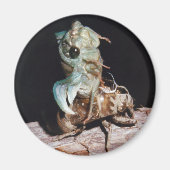 セミ マグネット (正面)