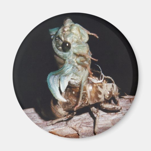 セミ マグネット (正面)