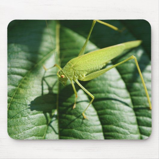 セミ、昆虫、甲虫、昆虫 マウスパッド (正面)
