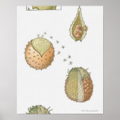 セラギネラ菌のライフサイクルのイラストレーション ポスター (正面)